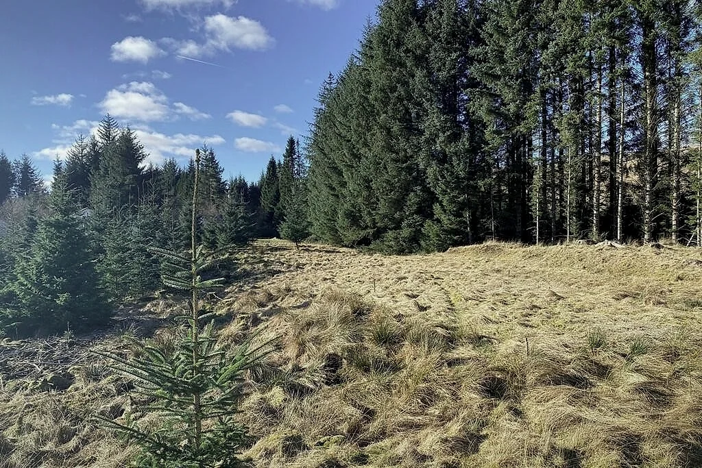 Open ground and mature pines at the Wester Lix site on a clear day